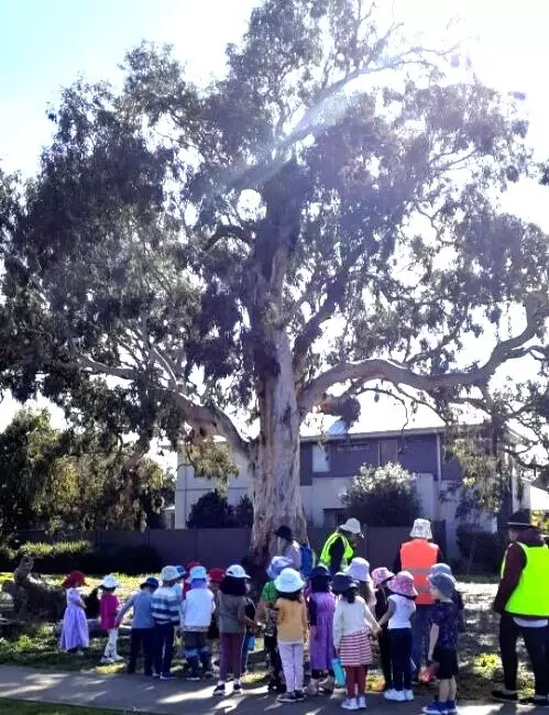 Kinder Kids Tree
