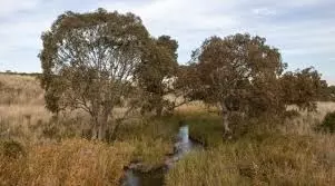 Merri Creek