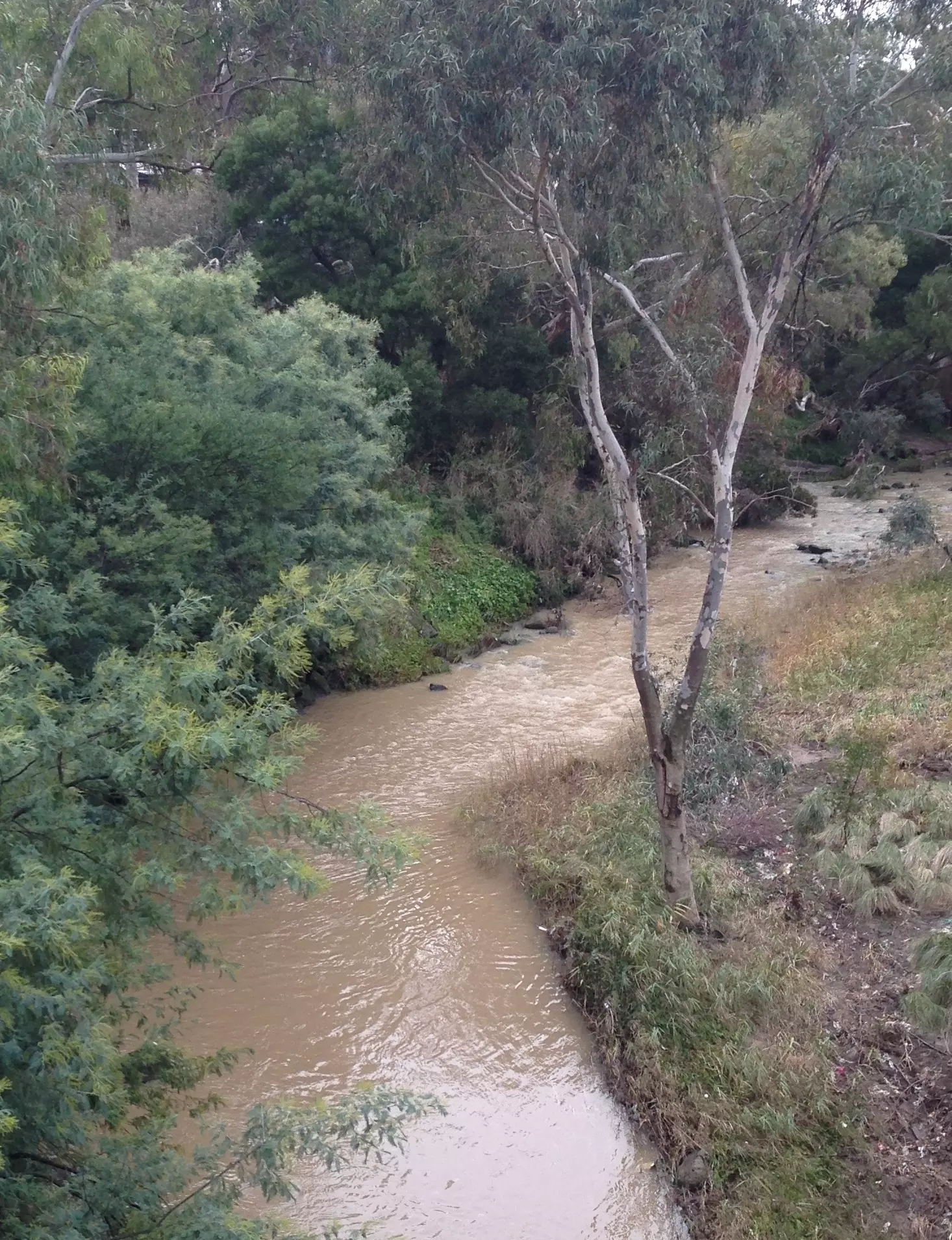 Merri Creek Blyth St 24 06 18