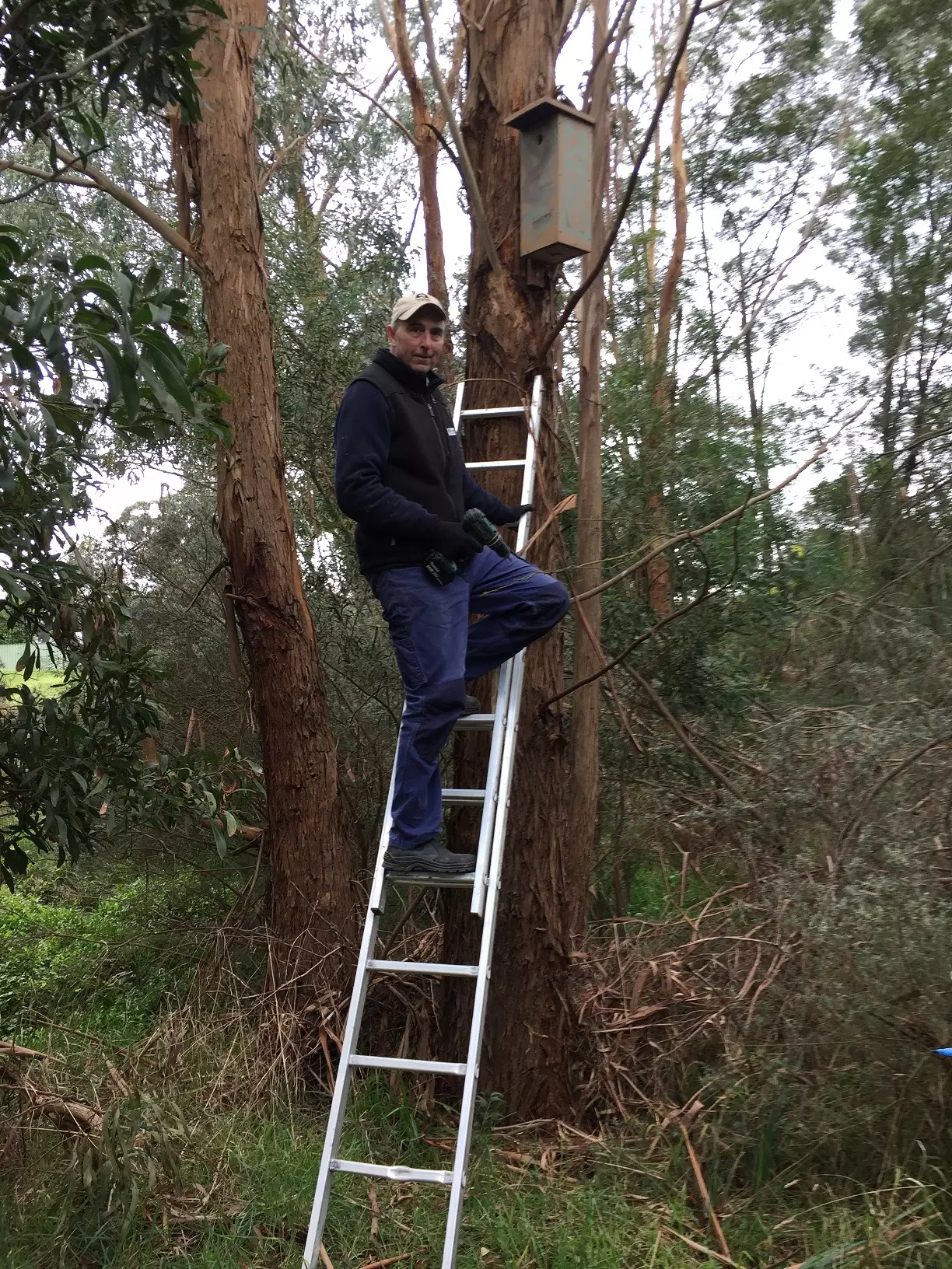 Nest_boxes_Wallan_Park_Chris_Cobern1.jpg