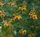 Western Golden-tip (Goodia medicaginea)