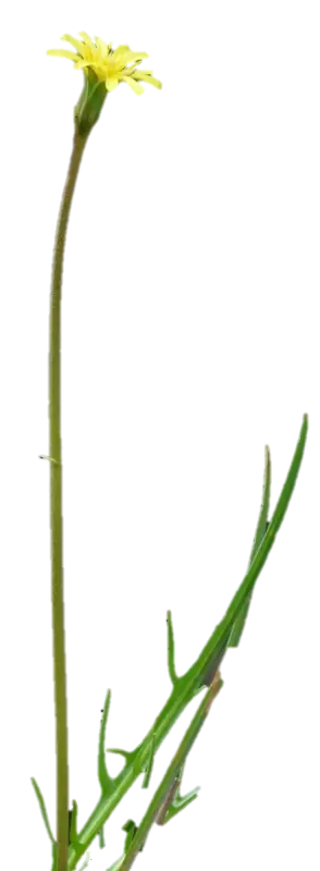 PYD flower small