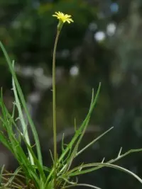 Plains Yam Daisy