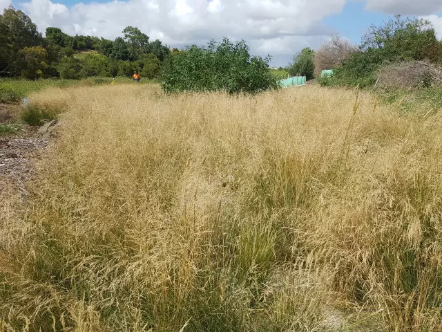 Poa labillardieri in situ SPA