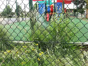 School Indigenous Garden