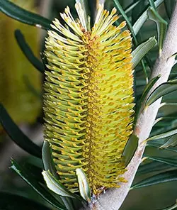 Silver Banksia JJ Harrison
