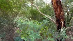 Wallan Creek from the same viewpoint as above in November 2014