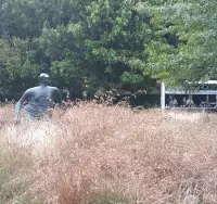 NGV grasses