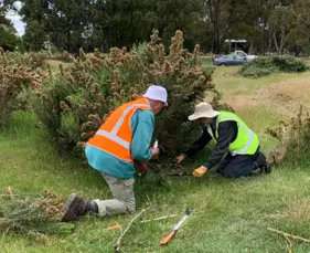 gorse control