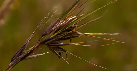 grazing webinar