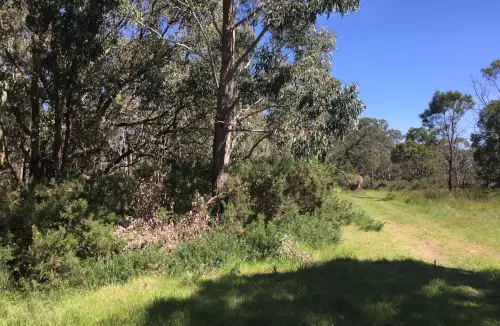 gorse infestation