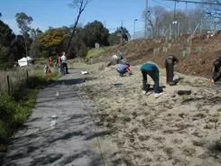 replanting