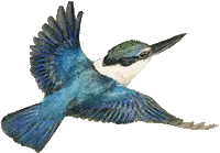 kingfisher