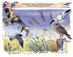 birds of prey