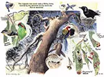 redgum and inhabitants
