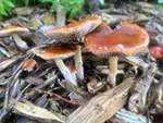 Leratiomyces ceres SMF 2049 CC BY