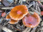 Leratiomyces ceres SMF 2051 CC BY