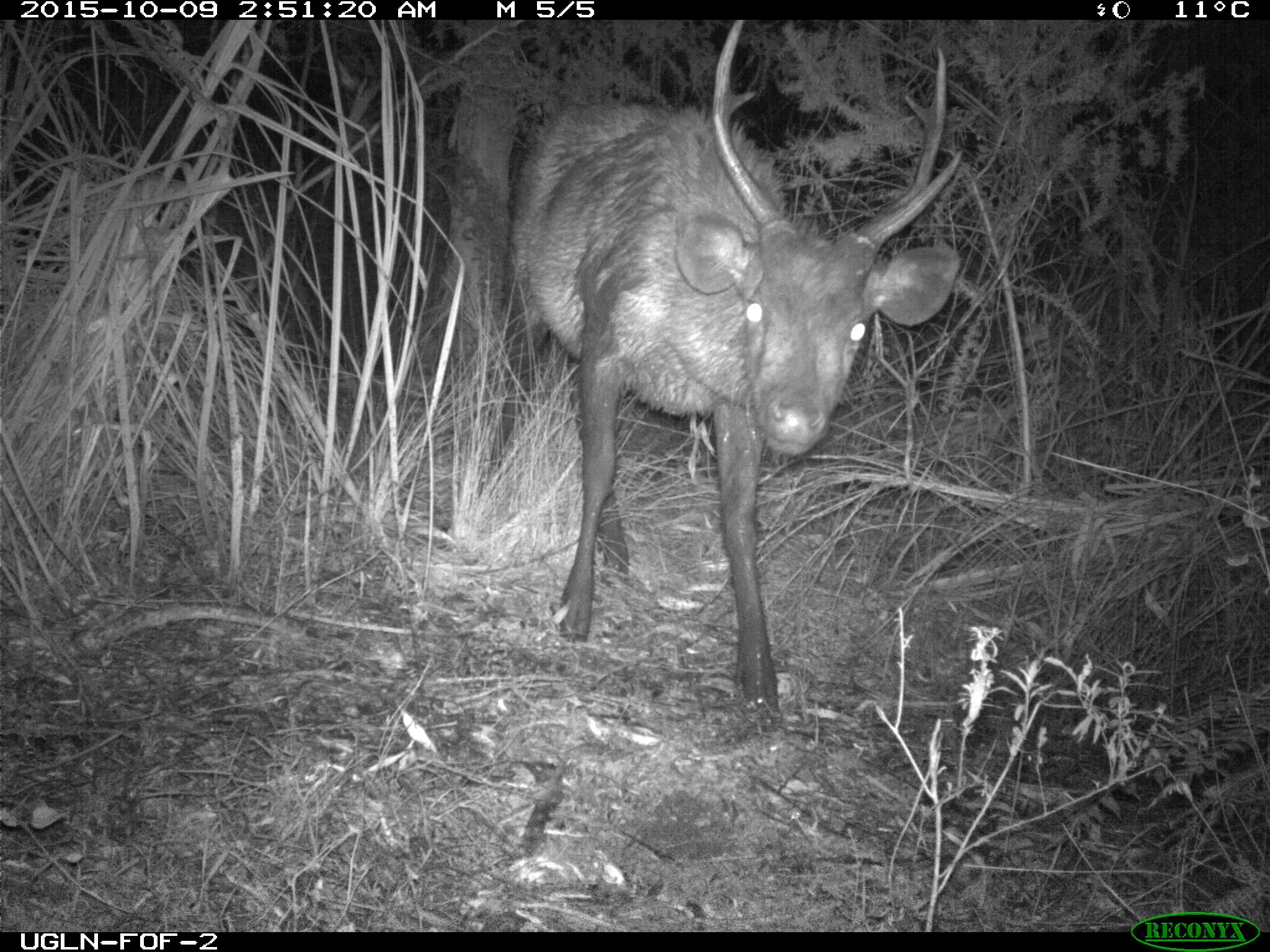 sambar deer