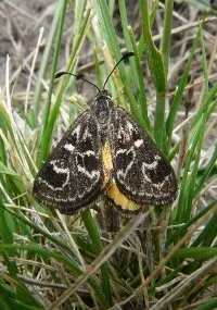 web female gsm