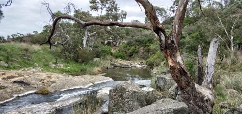 marram baba Parklands credit Dom McKenzie 1