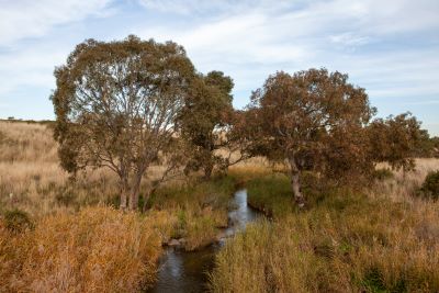 marram baba parkland 400px