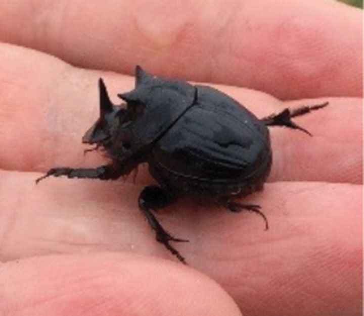 native dungbeetle
