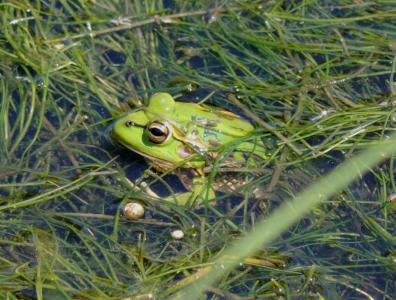 Growling Grass Frog photo by Anna Lanigan
