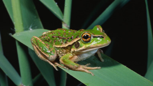 Growling Gras Frog by Geoff Heard