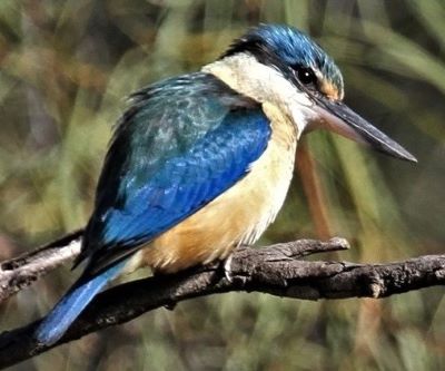 Sacred Kingfisher 400pxJPG