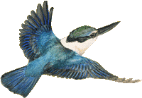 kingfisher